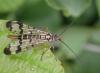 Panorpa communis